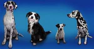 Evolution by Artificial Selection Artificial selection is the selective breeding of organisms, by humans, for specific desirable characteristics. Dogs have been bred for certain characteristics.