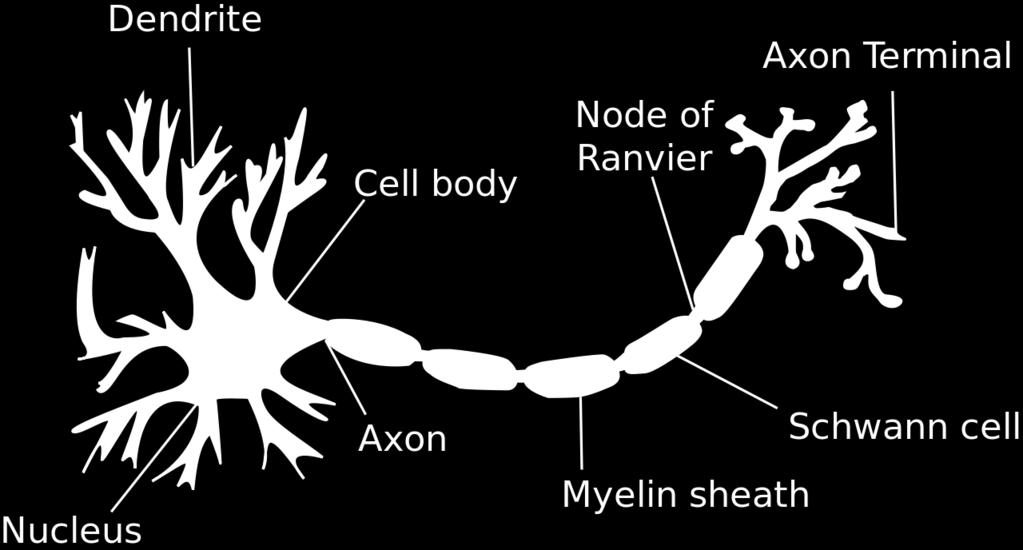 Inspiration from Neurons Image from Wikimedia Commons.