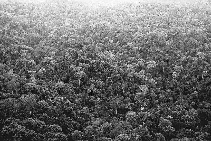 December 2007 MULTIPLE CLUSTERING IN TROPICAL FORESTS 3099 PLATE 1.