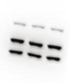 Lysates were immunodepleted with anti- GFP beads and input and flow through (FT) fractions were run on Western blot.