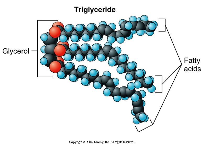 Triglycerides are lipid molecules formed from two building blocks, glycerol and three fatty acids.