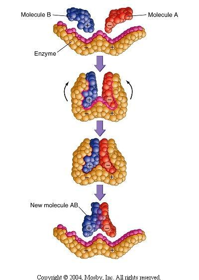 Enzymes Enzymes are referred to as catalysts. A catalyst is a substance that assists other chemical reactions to occur without being chemically changed itself.