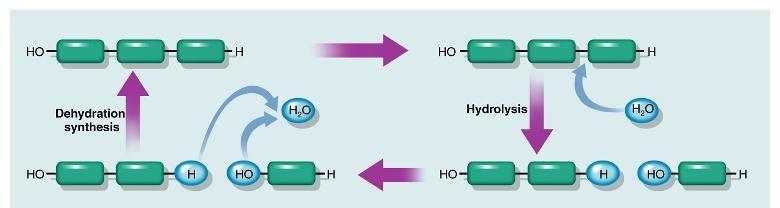 Examples of Enzyme Activities Dehydration Synthesis and Hydrolysis Two very common chemical reactions assisted by enzymes are dehydration synthesis and hydrolysis.