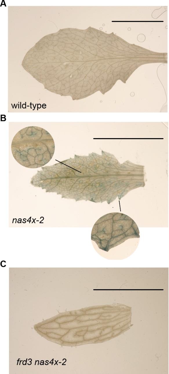 Supplemental Figure 2: Fe accumulated in leaves of nas4x-2 but not in leaves of frd3 nas4x-2 Perls Fe staining of middle-aged leaves, confirming that frd3 nas4x-2 plants did
