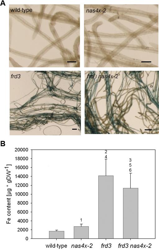 Supplemental Figure 3: Fe accumulated in roots of nas4x-2 and frd3 nas4x-2 Plant material was harvested from plants in the RS.