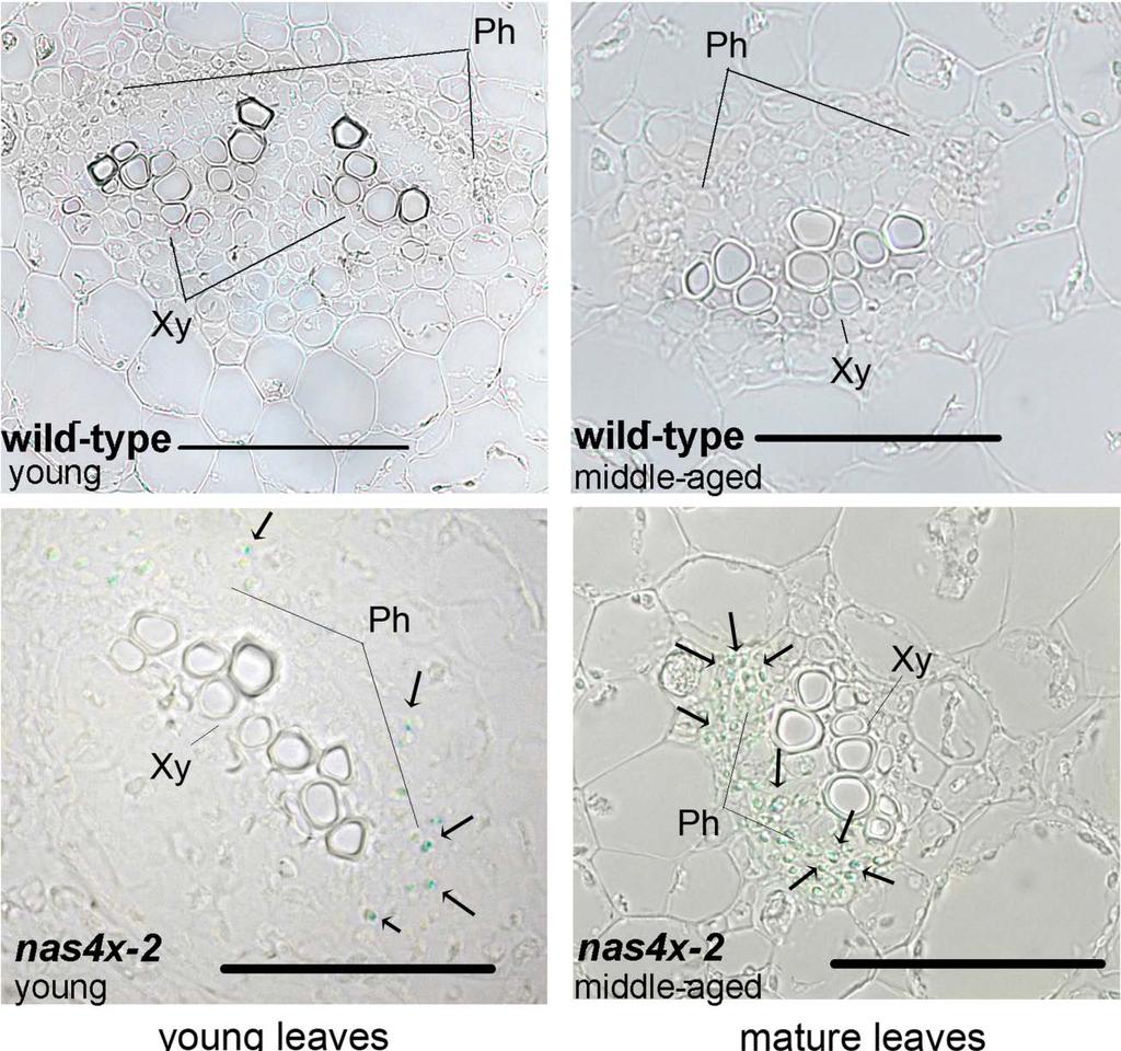Supplemental Figure 5: Perls Fe staining signals in sections of wild-type and nas4x-2 leaves Enlargement of Fig.