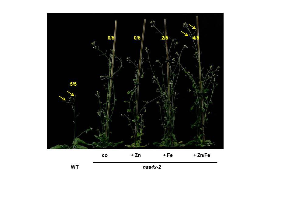 Supplemental Figure 8: nas4x-2 sterility was rescued by Fe and a combination of Fe and Zn spraying Images of nas4x-2 flowering plants that were not treated with fertilizer as control (co), sprayed