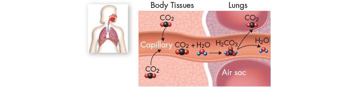 Chemical Reactions In the lungs, the reaction is reversed and produces carbon