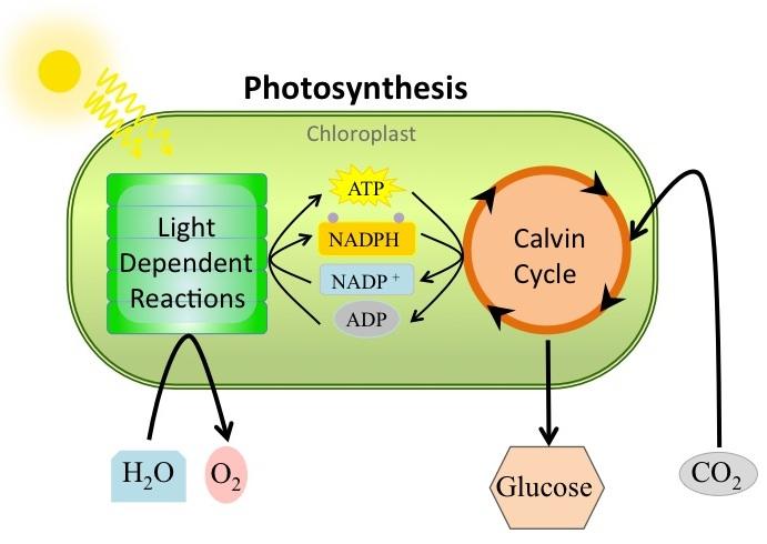 OpenStax-CNX module: m47330 10 4 The Two Parts of Photosynthesis Photosynthesis takes place in two stages: the light-dependent reactions and the Calvin cycle (Figure 7).