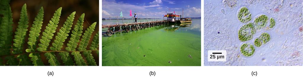 OpenStax-CNX module: m47330 3 Figure 2: (a) Plants, (b) algae, and (c) certain bacteria, called cyanobacteria, are photoautotrophs that can carry out photosynthesis.