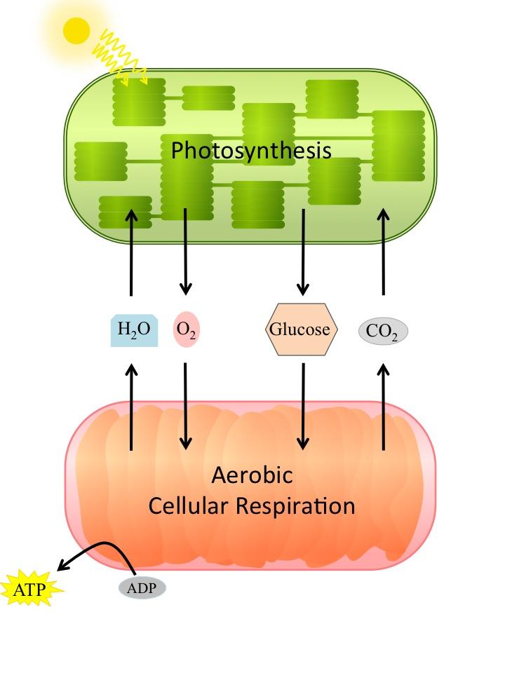 OpenStax-CNX module: m47330 4 Figure 3: Photosynthesis which occurs in the chloroplast consumes carbon dioxide and water while producing carbohydrates (glucose) and