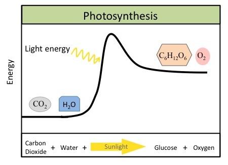 OpenStax-CNX module: m47330 7 The complex reactions of photosynthesis can be summarized by the chemical equation shown in Figure 5.