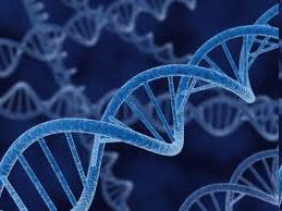Module 3: Four Major Biomolecules Nucleic Acids Contain all our genetic material that controls our body processes such as protein
