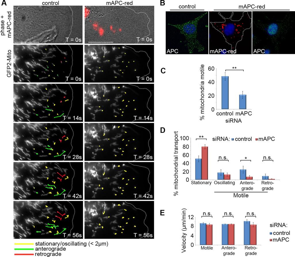 FIGURE 4: Loss of APC reduces initiation of mitochondrial transport but not velocity in NIH 3T3 cells.