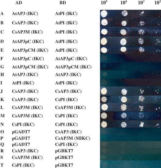 553 Fig. 6 Yeast two-hybrid assays. Interaction patterns of MADS-deleted AtPI, CsPI and AP3-like proteins including AtAP3, CsAP3 and the chimeric proteins AtAP3pC, AtAP3pCM and CsAP3M are shown.