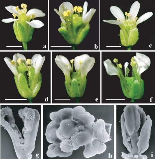 552 Fig. 5 Phenotypic changes produced by ectopic expression of AtAP3 and the chimeric constructs AtAP3cC, AtAP3cCM, AtAP3pC and AtAP3pCM in Arabidopsis thaliana. (a) Wild-type flower.