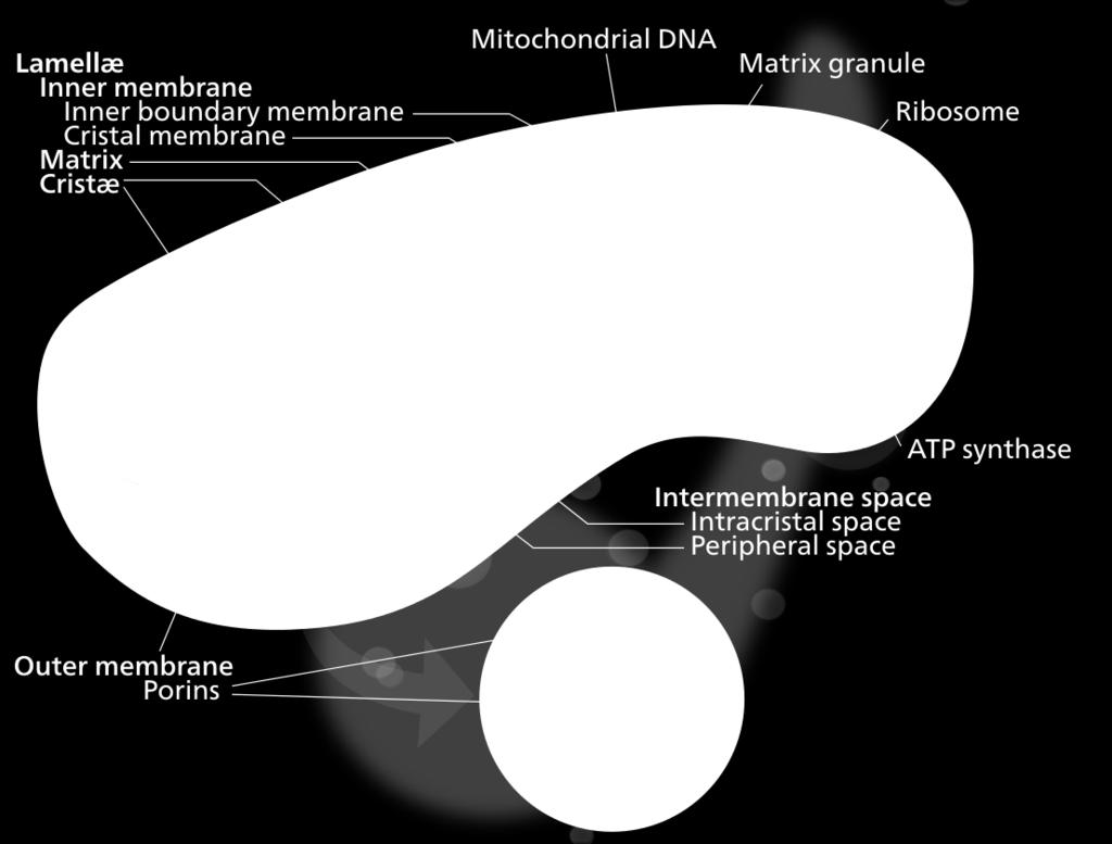 Mitochondrial