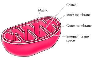 Mitochondrial structure 1. Outer membrane Highly permeable to small molecules (~1000 Da) because of porins 2.
