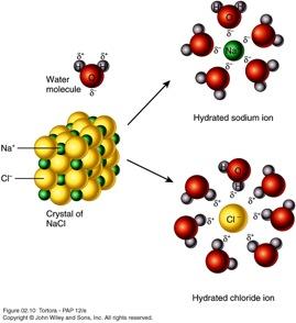 Inorganic Compounds: Water Polarity Excellent solvent Hydrophilic Hydrophobic Cohesion Chemical reactions Hydrolysis (Larger + water -> smaller)