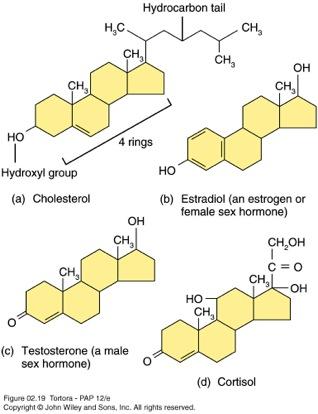 Lipids: Steroids 4 carbon rings Steroids synthesized from cholestrol