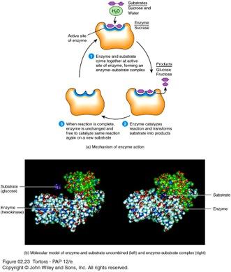 Proteins: Enzymes Primary catalysts for biochemical reactions Usually end in -ase 3