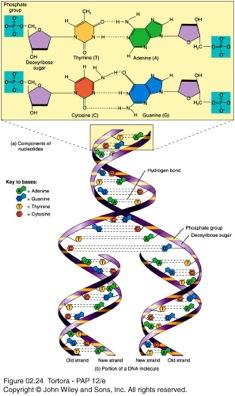 Nucleic Acids: Nucleotides Pentose sugar Deoxyribose (DNA) Ribose (RNA) Phosphate