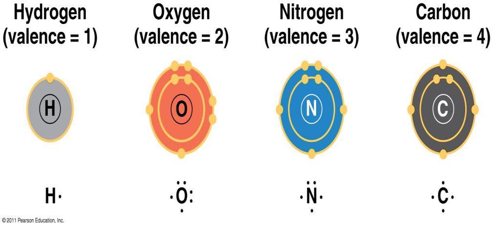 The elements carbon, hydrogen, oxygen, nitrogen ( 96% C,H,O,N) make up the