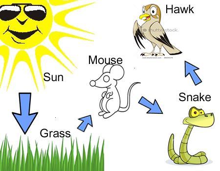 I. Introduction: Matter in Ecosystems A. Organisms are composed of matter (anything that takes up space and has mass) B.