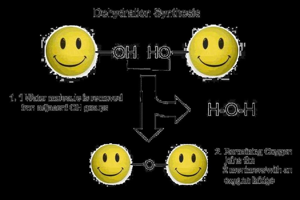 : Dehydration Synthesis You lose a water