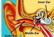 Ear wax traps dust, sand, and other