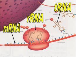 d. RNA = directs the
