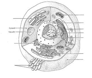 Part 5: Cells Label the image to the right. Identify if this is a plant or animal cell.