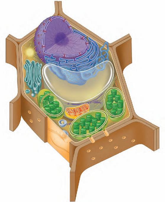 Use the same terms as that of the animal cell from the previous page, EXCEPT microvilli