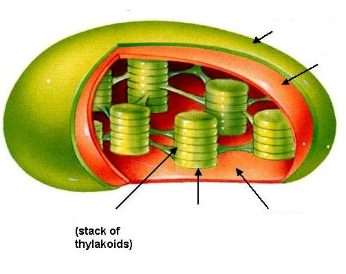 Part 6: Photosynthesis and Cellular Respiration (Aerobic and Anaerobic) Name and label the structure to the right.