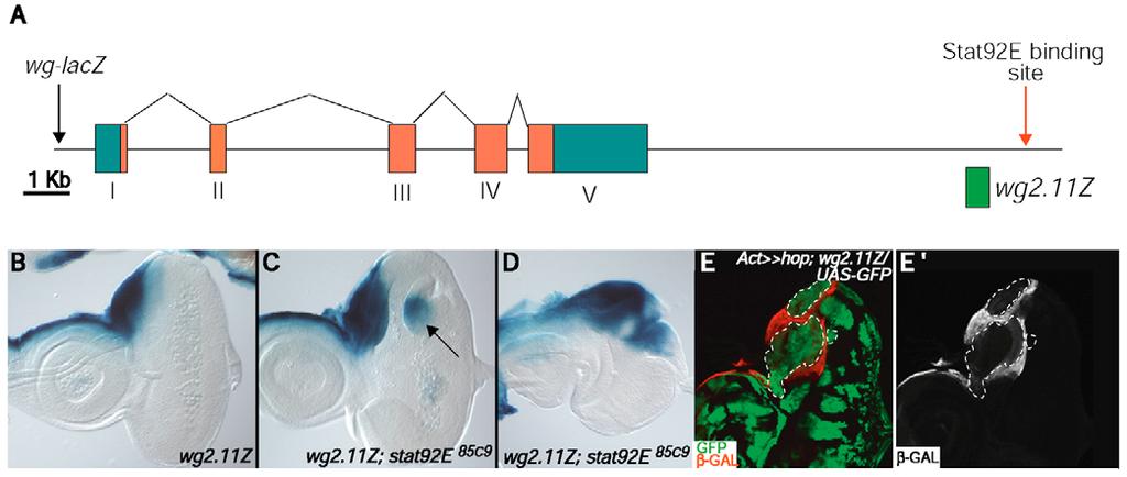 (A) Merge; (A ) dpp-lacz single channel. (B,B ) A third instar eye disc carrying hop ﬂip-out clones and wglacz (Act>>hop/ wg-lacz; UAS-GFP).