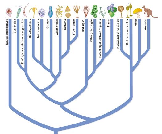 EPPO codes (taxonomic) Taxonomic tree: harmonized coding - parent/child relationships Kingdom Animalia 1ANIMK Phylum Arthropoda 1ARTHP Subphylum Hexapoda