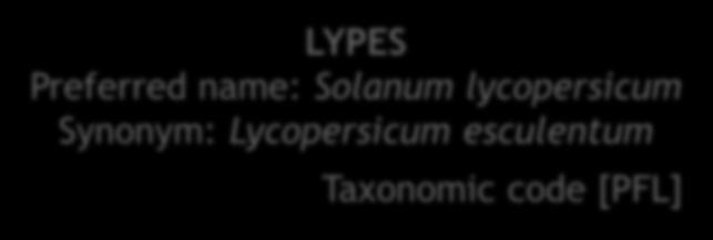 lycopersicum Synonym: Lycopersicum
