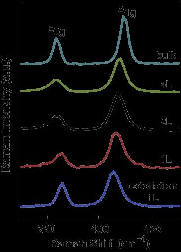 Fig. S6 Raman spectra of the MoS 2 monolayer (1L), bilayer (2L), and