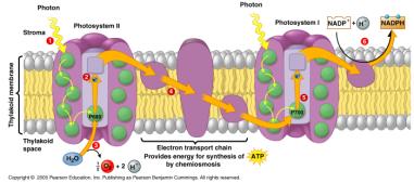 Photosystems Light reactions in detail Photosystem II one chlorophyll molecule Absorbs one photon and loses one electron In the antennae pigments electron passed to a modified form of chlorophyll a