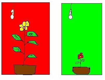 d. Plants under yellow & green light will carry out photosynthesis at a