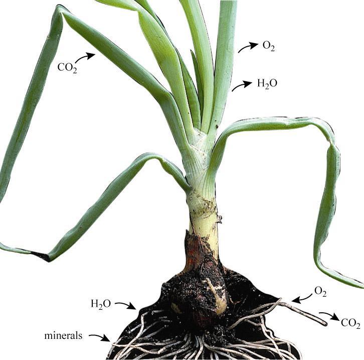 Overview of Plant Nutrition 5 Fig. 26.