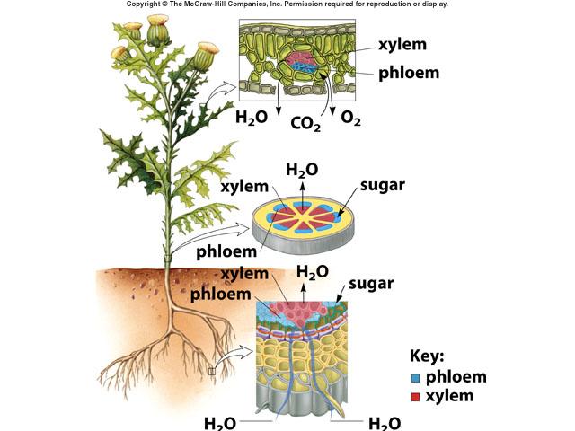 Transport Mechanisms in Plants Leaves carry on photosynthesis. Xylem transports water.