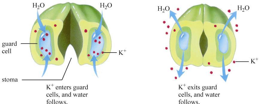 Opening and Closing of Stomata Each stomata in leaf epidermis is bordered by guard cells. Increased turgor pressure opens stomata.! Active transport of K + into guard cells.