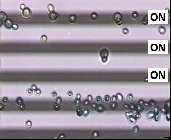 8 Fractionation of a mixture of viable and non-viable yeast cells at the same operating conditions as above, at 50x optical