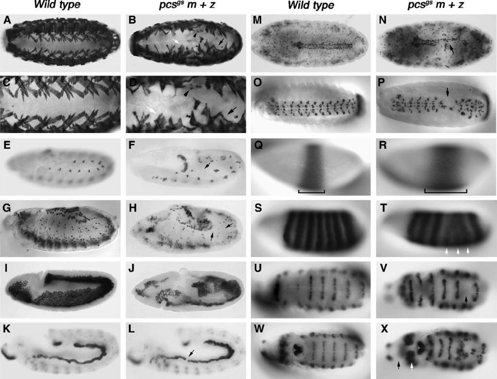 K. Beckett, M.K. Baylies / Developmental Biology 299 (2006) 176 192 181 Fig. 2. Pcs gs m+z mutant embryos display defects in muscle development, mesodermal patterning, segmentation, and early patterning events.