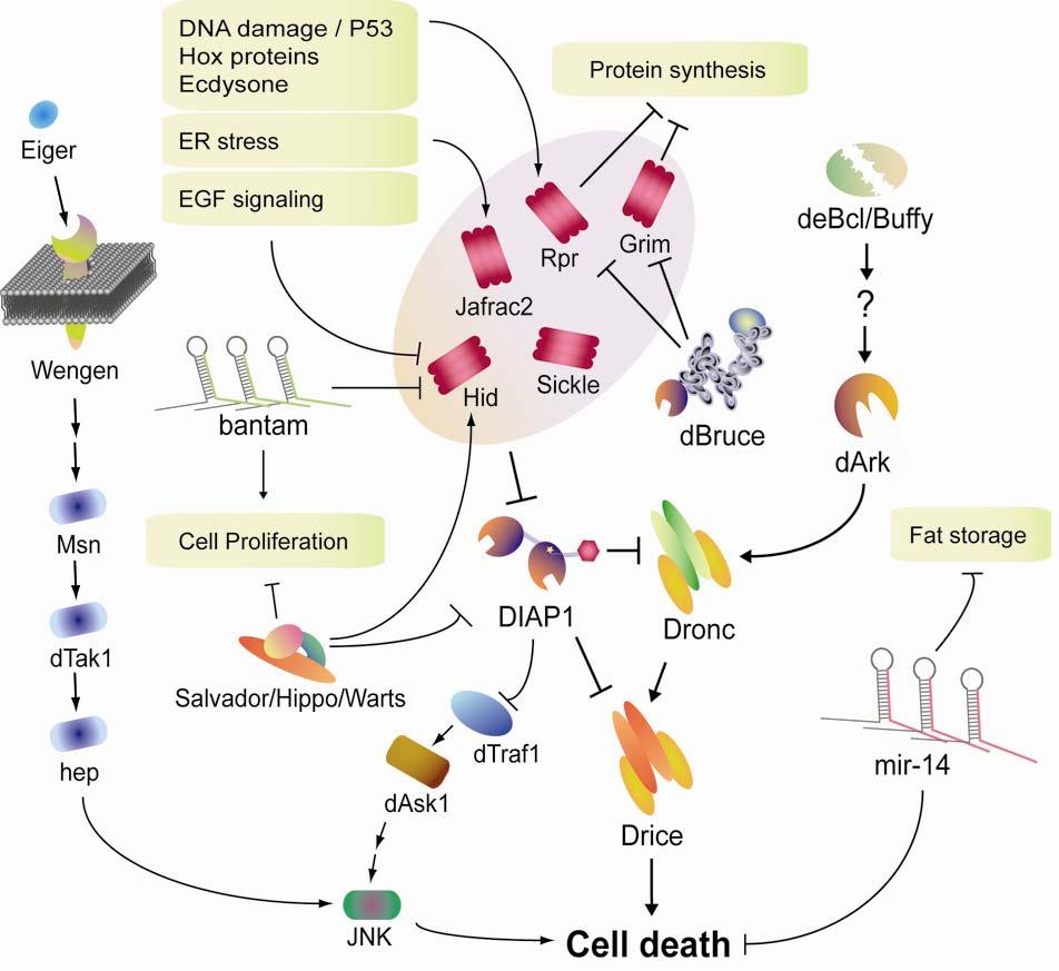 10 Figure 2. Regulation of cell death in Drosophila melanogaster. A more detailed illustration of several cell death pathways.
