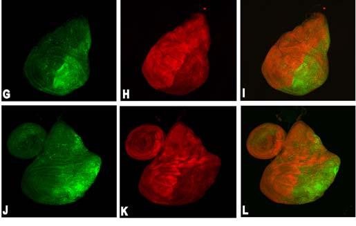 However, ubiquitous expression of p35 does not prevent the activation of Drice (l). Figure 2. Expression of Hid or Rpr results in a loss of DIAP1 in Drosophila wing discs.