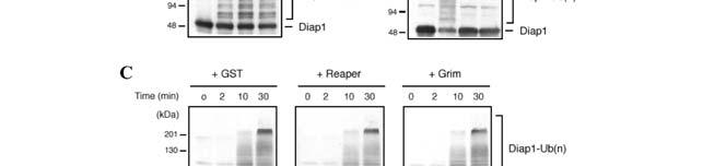 79 Figure 6. Hid stimulates DIAP1 polyubiquitination. Western blots are shown of wildtype DIAP1 and th6 DIAP1in combination with other factors, probed with an anti-diap1 antibody.