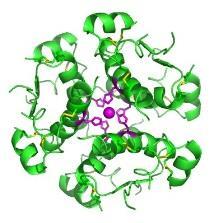 protease inzulin lipids