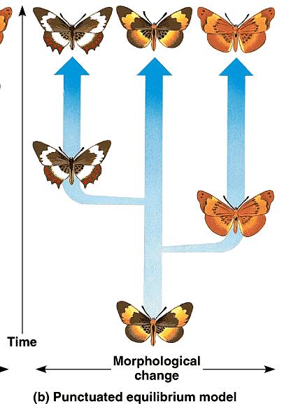 In the punctuated equilibrium model, the tempo of speciation is not constant. Species undergo most morphological modifications when they first bud from their parent population.